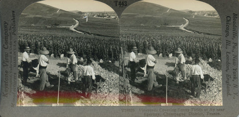 Stereo card of Vineyards Covering Sunny Fields at Ay near Epernay, Champagne District, France.  [ca. 1920-30's].