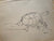 (Page Smith Pen & Ink Drawing) Tortoise. Signed. 1987.