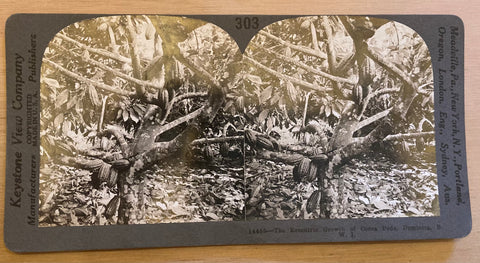Stereo card of The Eccentric Growth of Cocoa Pods on Trees, Domenica BWI. )ca. 1920s)