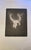 Page Smith Etching. Ram's skull. [1988]