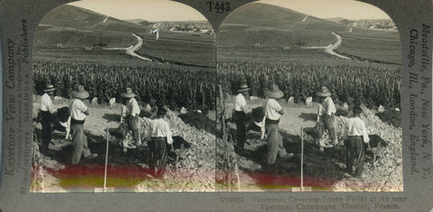 Stereo card of Vineyards Covering Sunny Fields at Ay near Epernay, Champagne District, France.  [ca. 1920-30's].