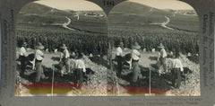 Vineyards Covering Sunny Fields at Ay near Epernay, Champagne District, France. 1920's