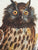 (Poster) Museo Civico. Eurasian eagle-owl, or Bubo Maximus, By Gufo Reale, [1978].